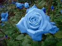 blue-roses