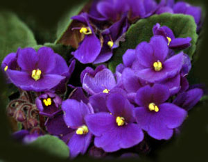 violeta_africana
